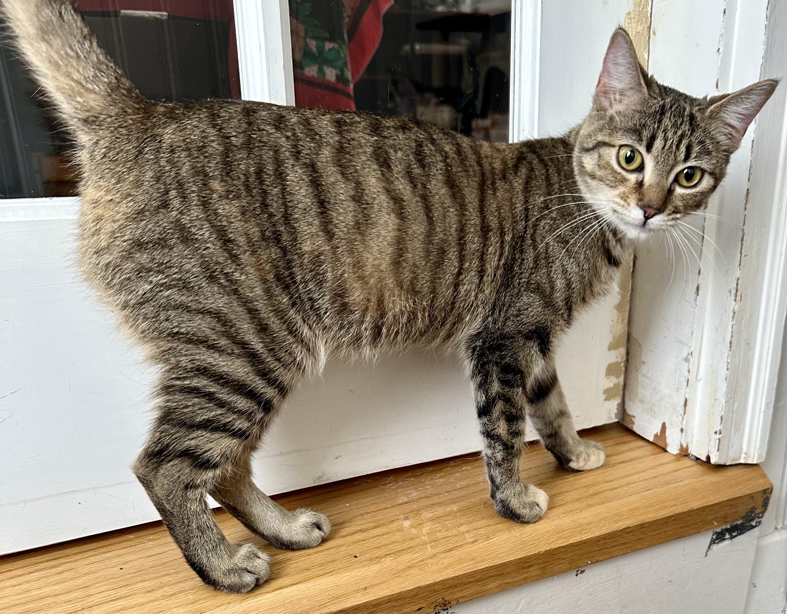 Enlarge Sally, an adoptable Domestic Short Hair in Andover, CT image 5/6