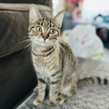 Sally, adoptable, Young Female Domestic Short Hair.