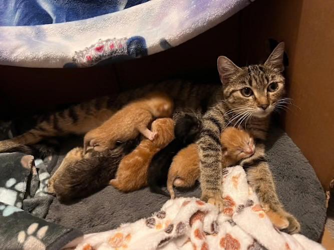 Enlarge Sally, an adoptable Domestic Short Hair in Andover, CT image 4/6