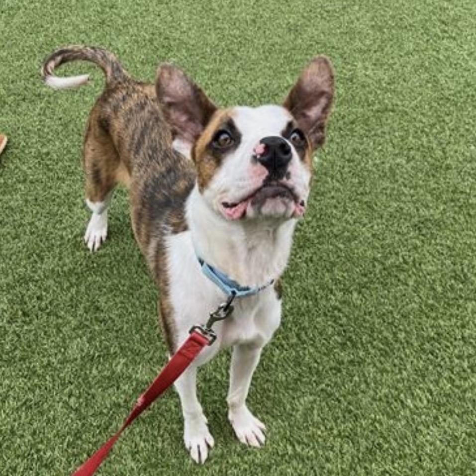 Enlarge Festus, a Adoptable Mixed Breed in Washington Township, OH image 2/6