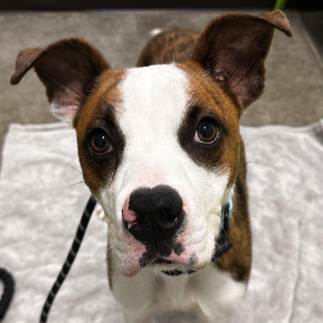 Enlarge Festus, a Adoptable Mixed Breed in Washington Township, OH image 3/6