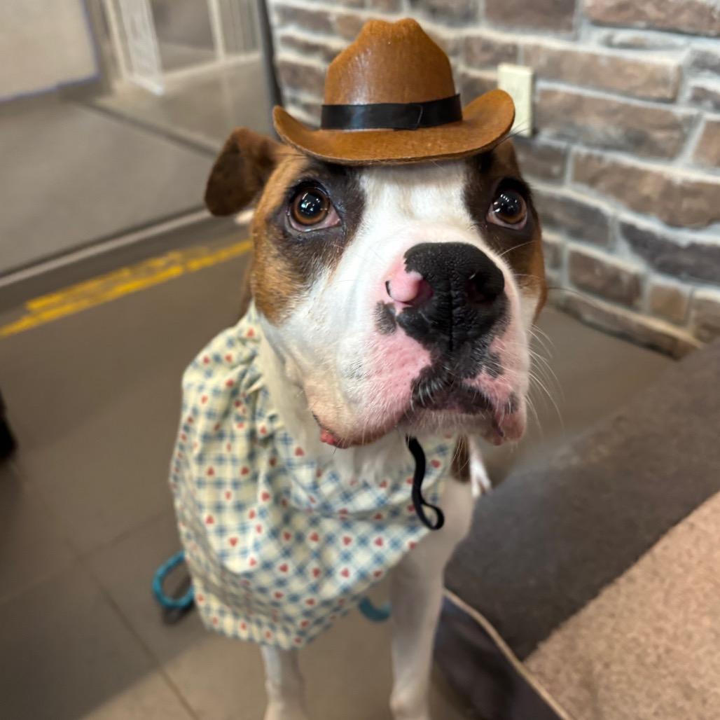 Festus, a Adoptable Mixed Breed in Washington Township, OH image 2/6