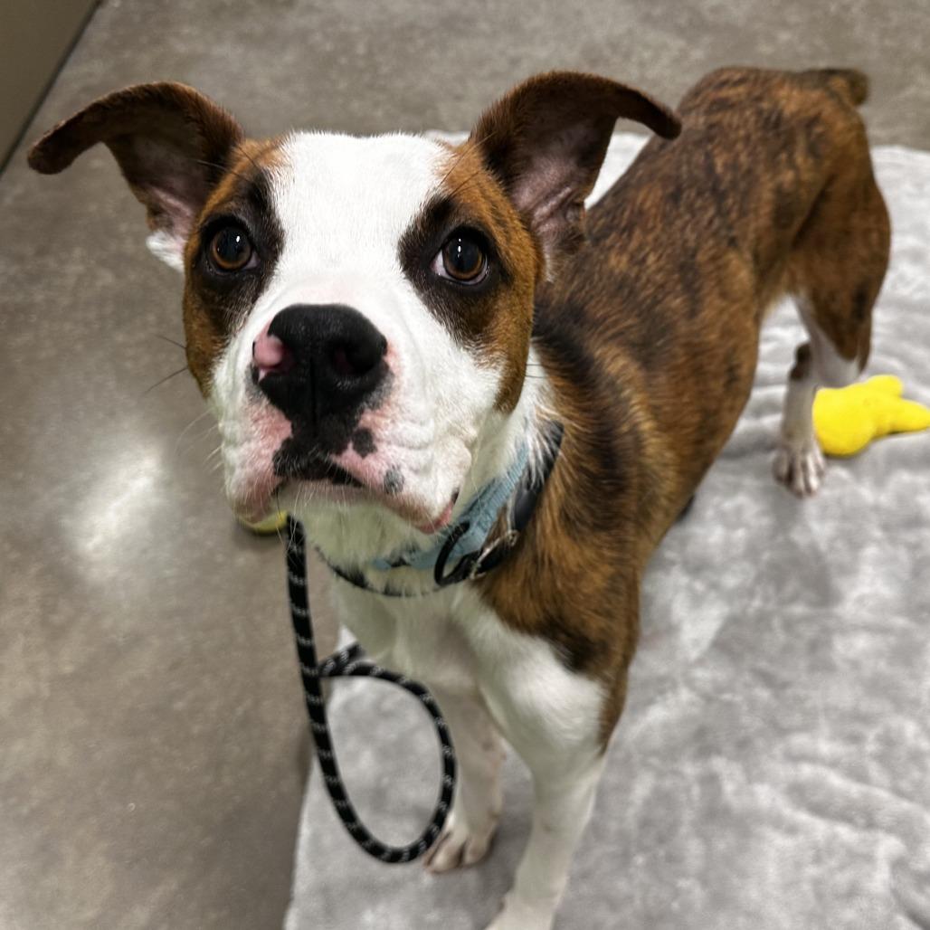Enlarge Festus, a Adoptable Mixed Breed in Washington Township, OH image 4/6