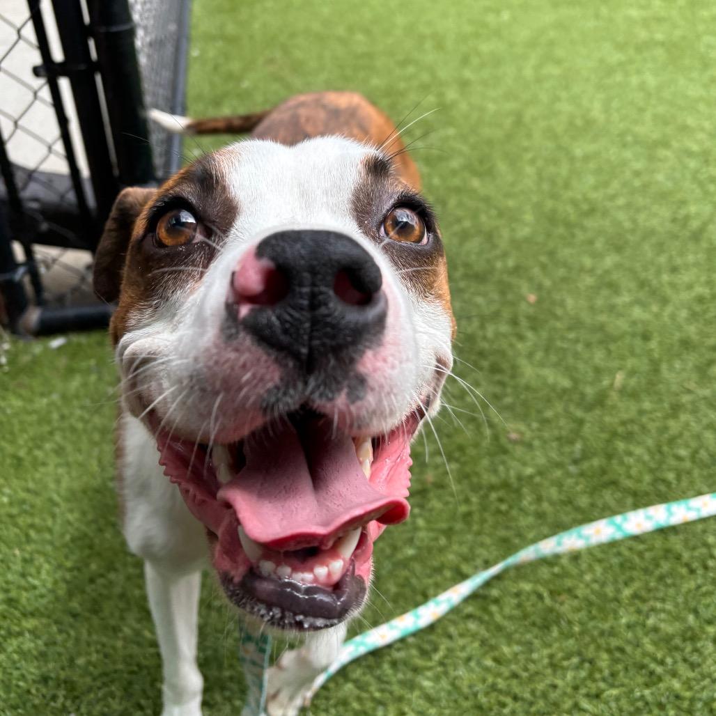 Festus, a Adoptable Mixed Breed in Washington Township, OH image 3/6