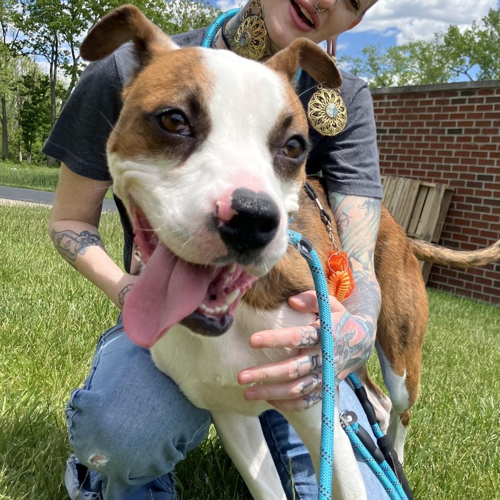 Enlarge Festus, a Adoptable Mixed Breed in Washington Township, OH image 5/6