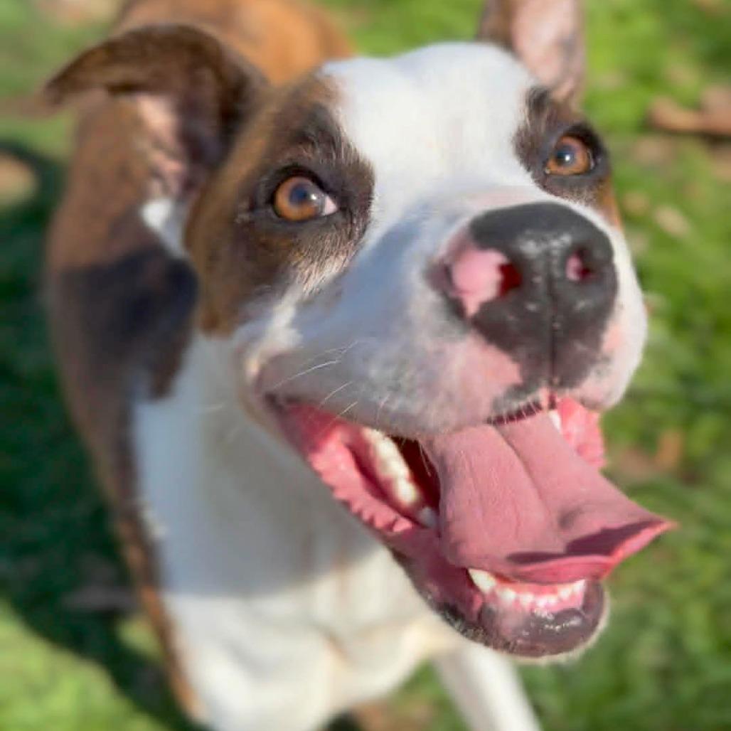 Enlarge Festus, a Adoptable Mixed Breed in Washington Township, OH image 6/6