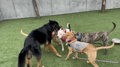 Steve, a Adoptable mixed breed in Seattle, WA image 1/3