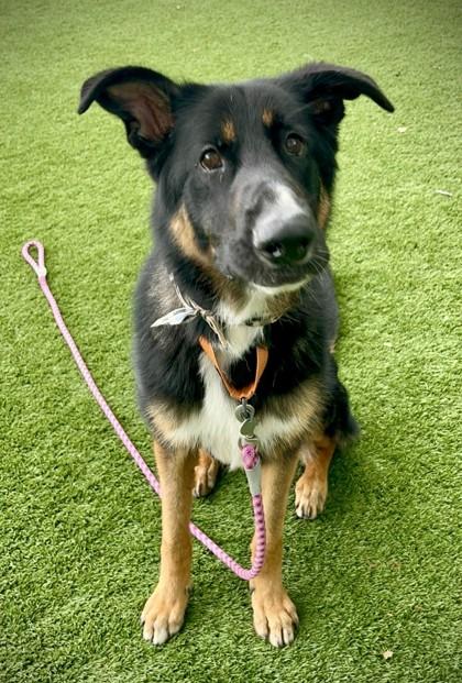 Steve, a Adoptable mixed breed in Seattle, WA image 2/3