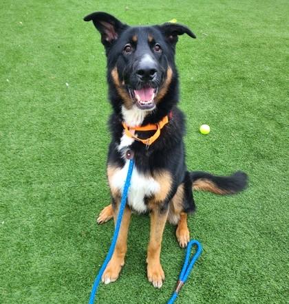 Steve, a Adoptable mixed breed in Seattle, WA image 2/3