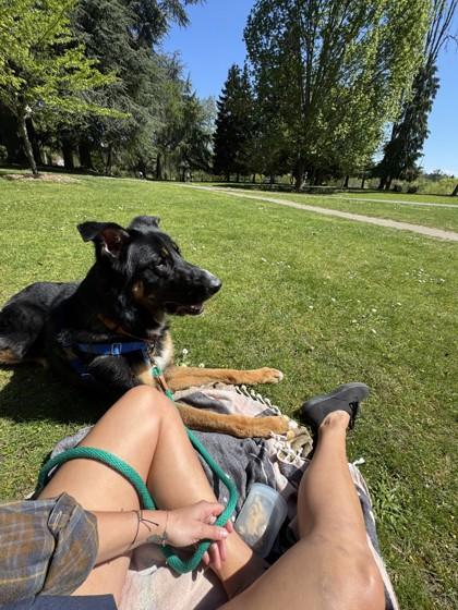 Enlarge Steve, a Adoptable mixed breed in Seattle, WA image 1/3