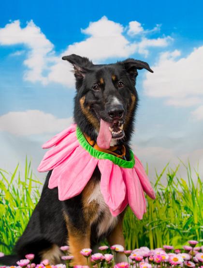 Enlarge Steve, a Adoptable mixed breed in Seattle, WA image 2/3