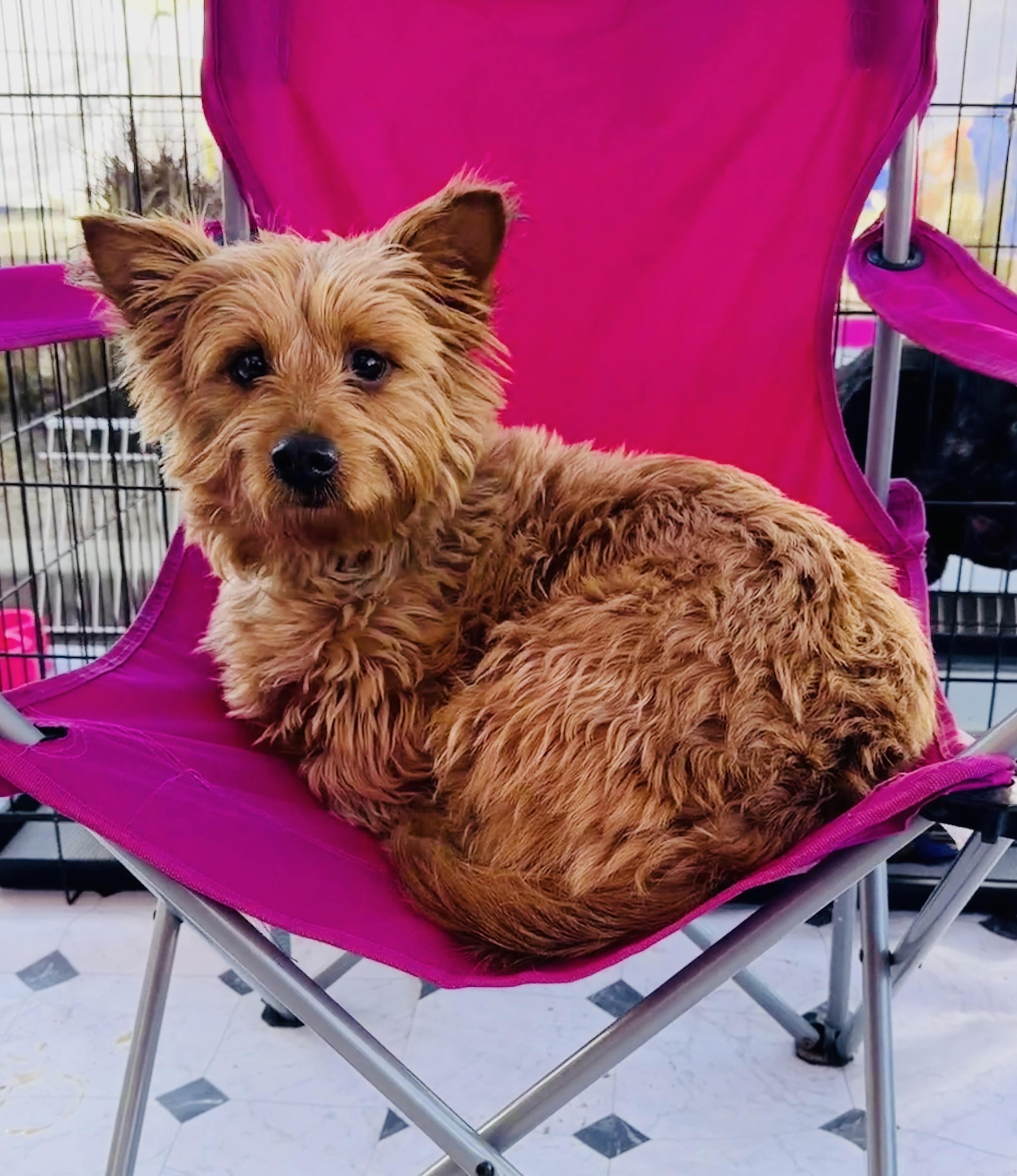 Enlarge Montana, a ADOPTABLE mixed breed in Corona Del Mar, CA image 1/4