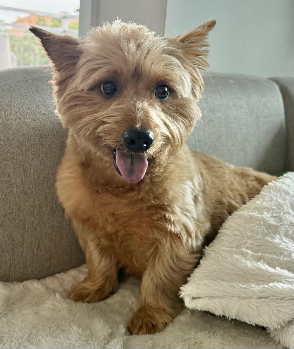 Montana, ADOPTABLE, Young Male Cairn Terrier & Terrier.