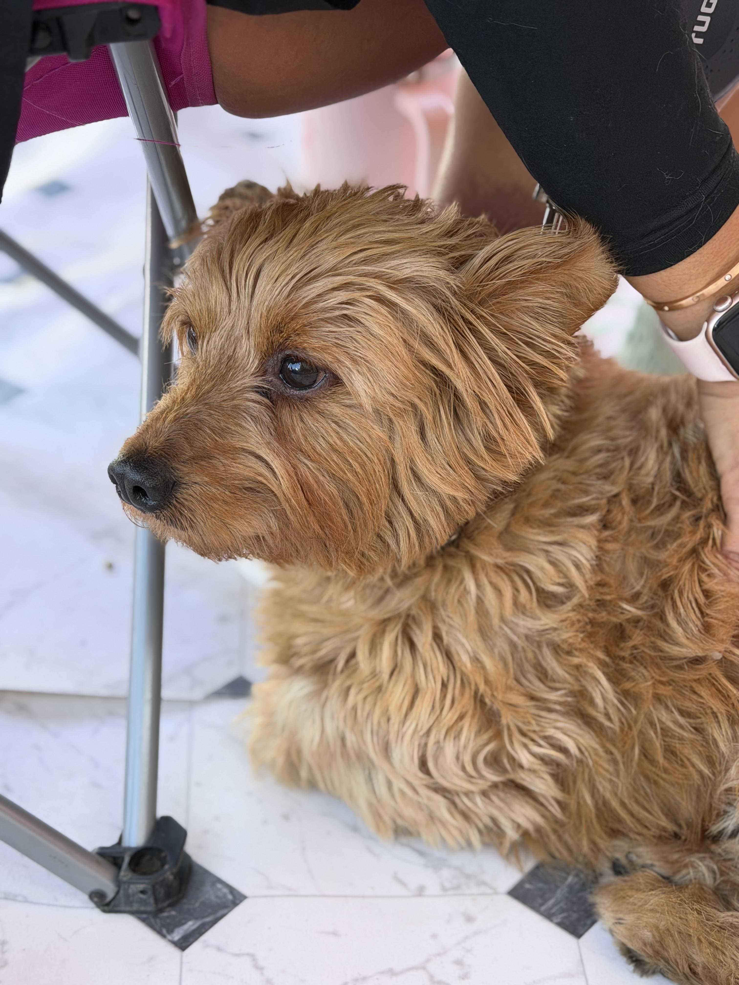 Enlarge Montana, a ADOPTABLE mixed breed in Corona Del Mar, CA image 4/4