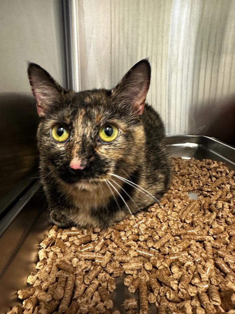 Callie, Adoptable, Young Female Domestic Short Hair.