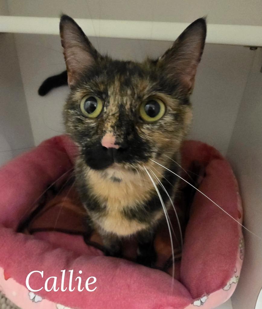 Enlarge Callie, a Adoptable mixed breed in Neosho, MO image 2/2