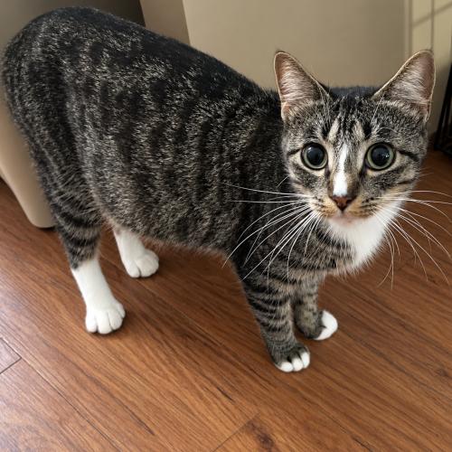 Rosemary, Adoptable, Young Female Tabby & Manx.