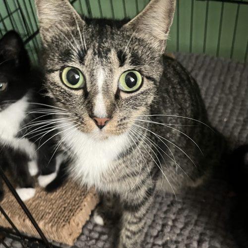 Enlarge Rosemary, a Adoptable mixed breed in Edmond, OK image 2/6