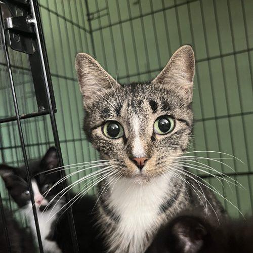 Enlarge Rosemary, a Adoptable mixed breed in Edmond, OK image 3/6