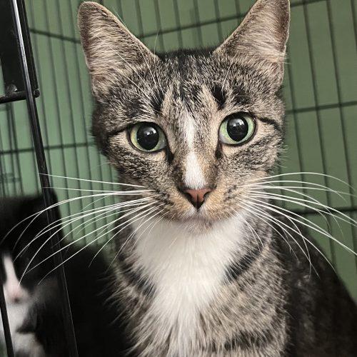 Enlarge Rosemary, a Adoptable mixed breed in Edmond, OK image 5/6