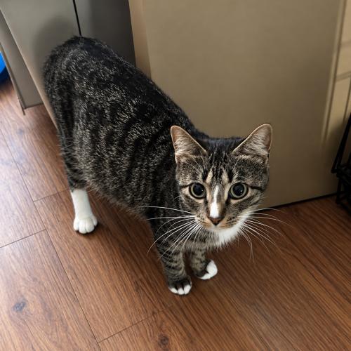 Enlarge Rosemary, a Adoptable mixed breed in Edmond, OK image 6/6