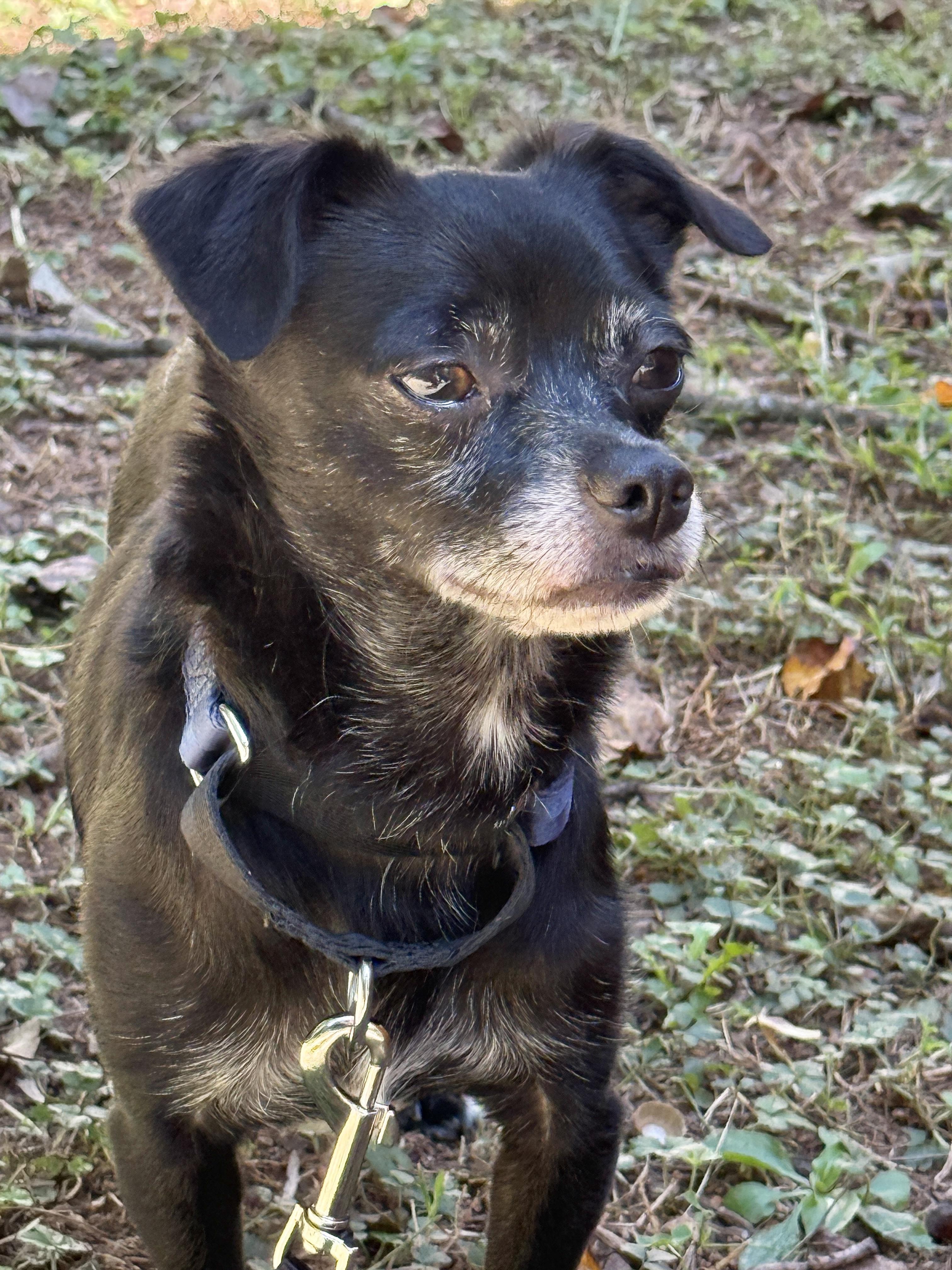 Enlarge Zuzu, a ADOPTABLE Chihuahua in Charlotte, NC image 3/4