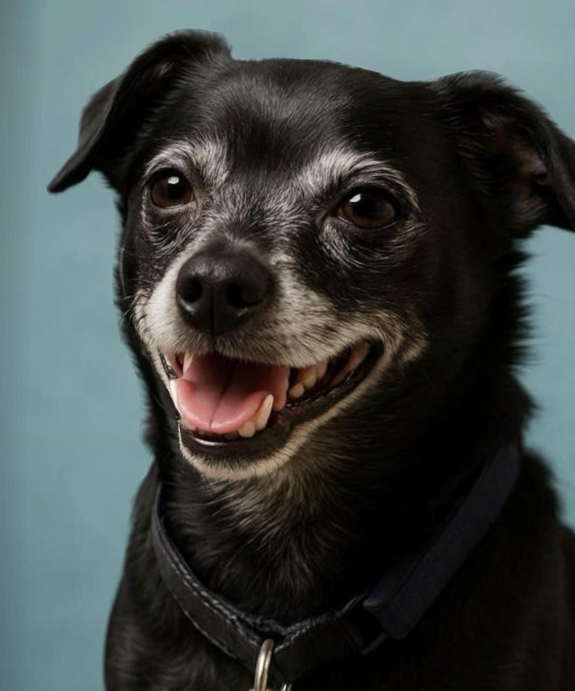 Zuzu, ADOPTABLE, Adult Male Chihuahua.