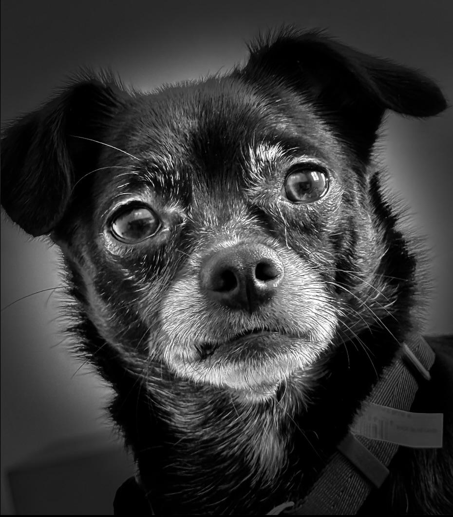Enlarge Zuzu, a ADOPTABLE Chihuahua in Charlotte, NC image 4/4