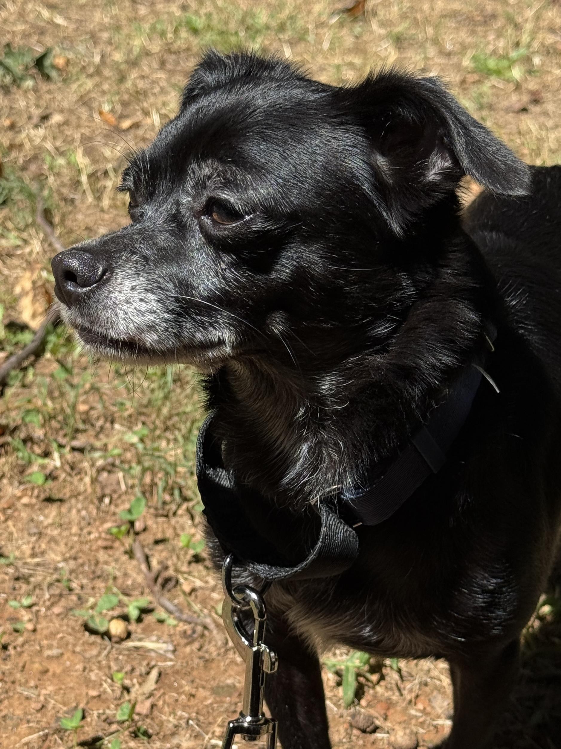 Enlarge Zuzu, a ADOPTABLE Chihuahua in Charlotte, NC image 2/4