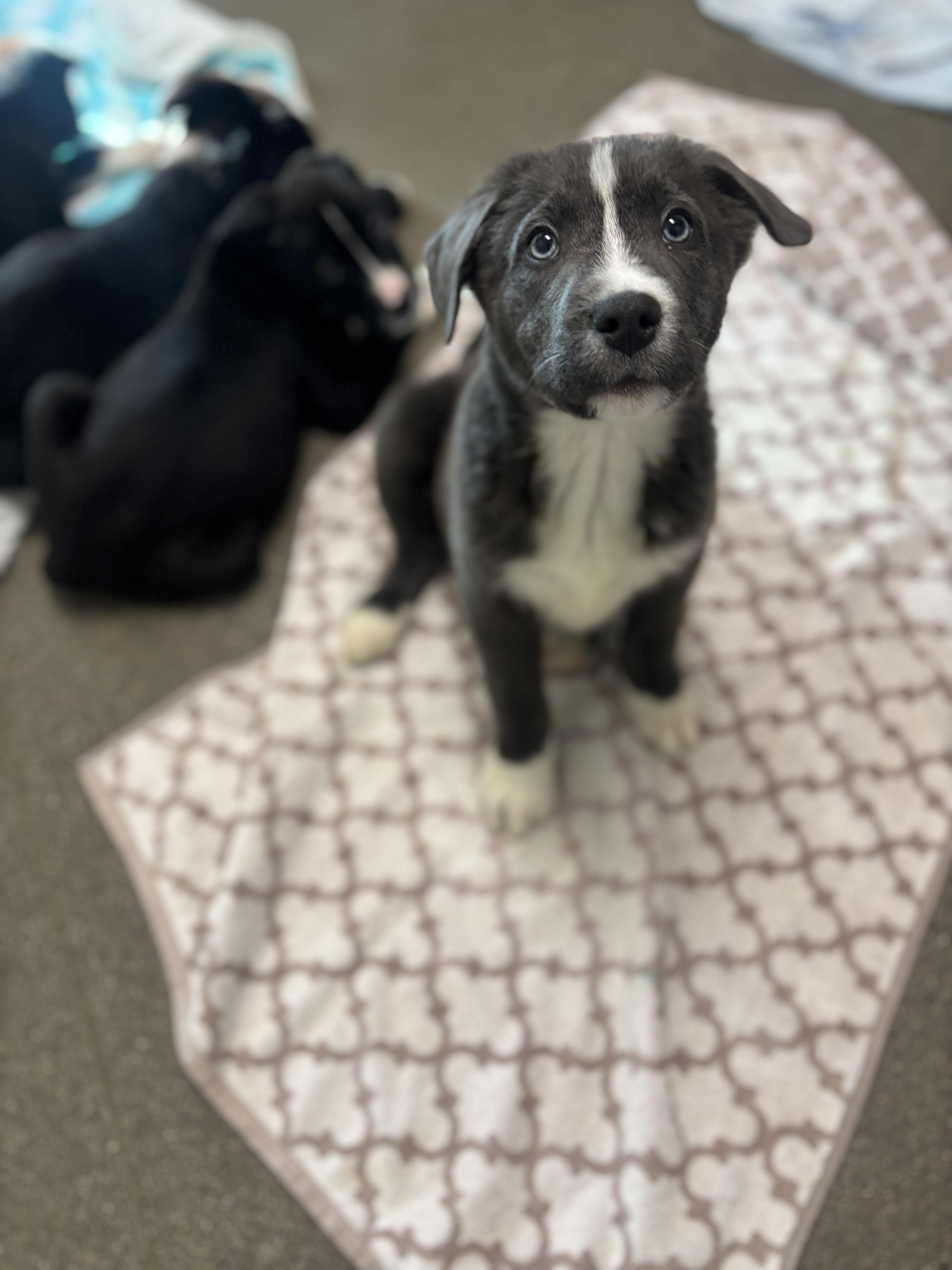 Checkers, Adopted, Young Male Australian Shepherd.