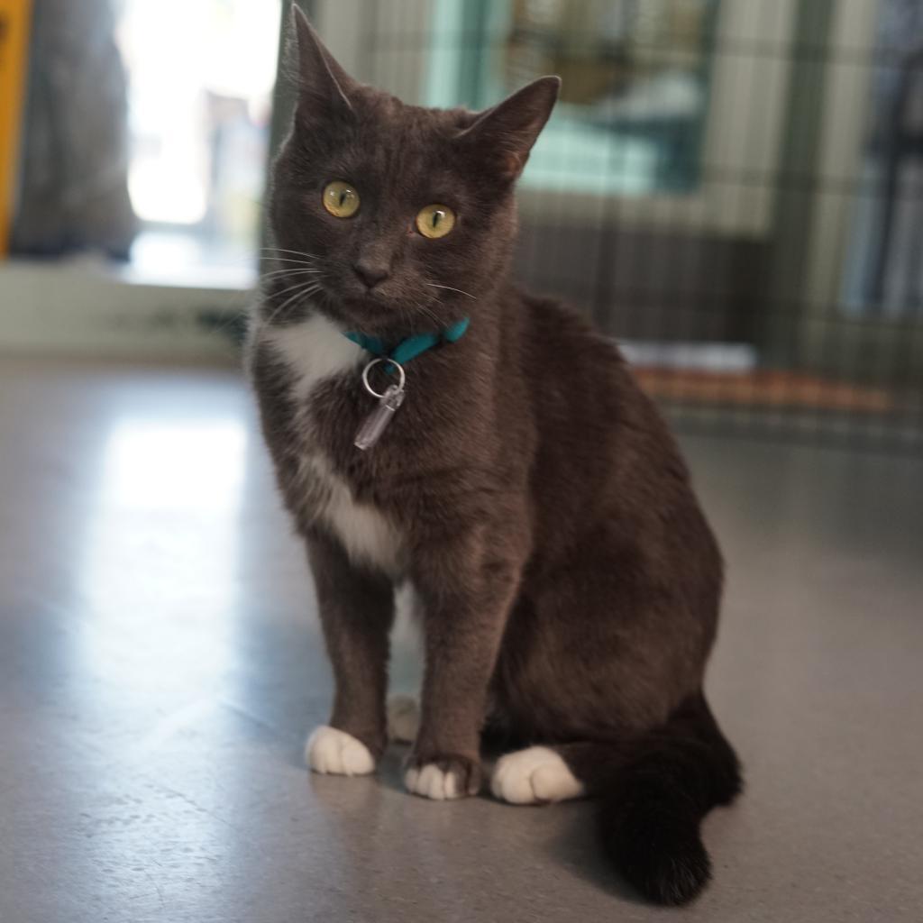 Kiki, Adoptable, Adult Female Domestic Short Hair.