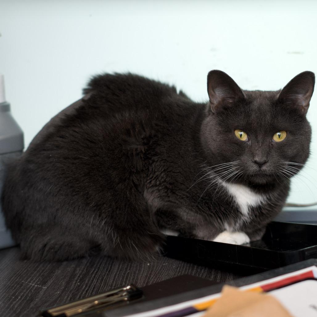 Enlarge Kiki, a Adoptable Domestic Short Hair in Lakewood, CO image 2/5