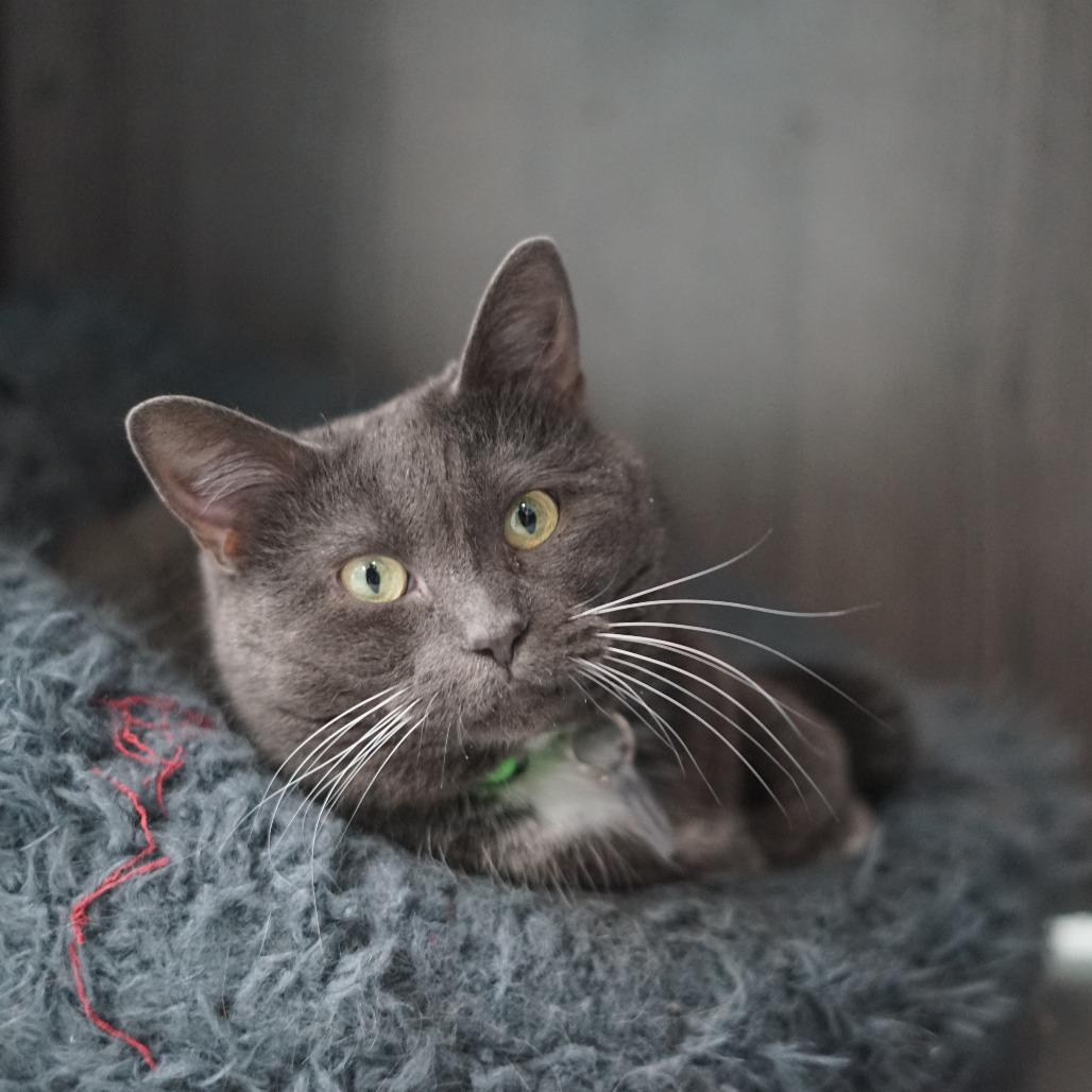 Enlarge Kiki, a Adoptable Domestic Short Hair in Lakewood, CO image 3/5