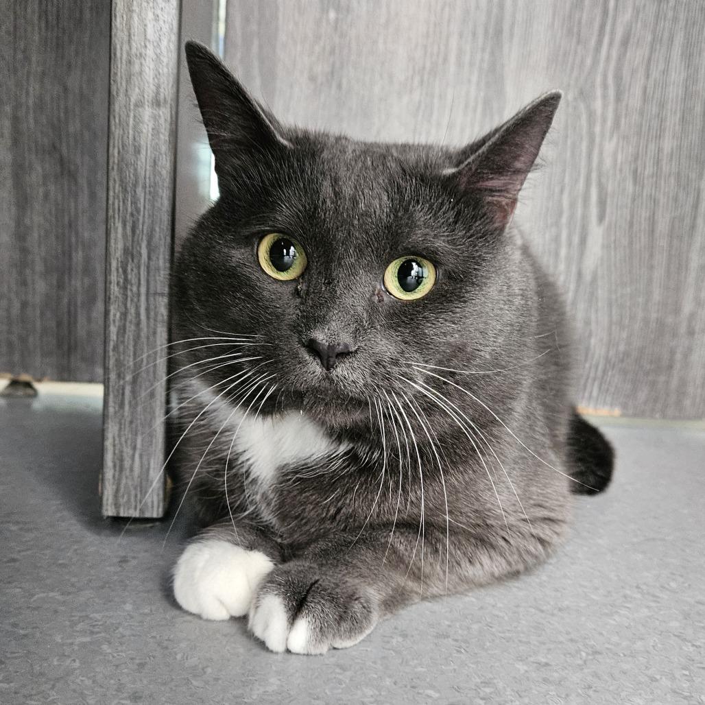 Enlarge Kiki, a Adoptable Domestic Short Hair in Lakewood, CO image 4/5