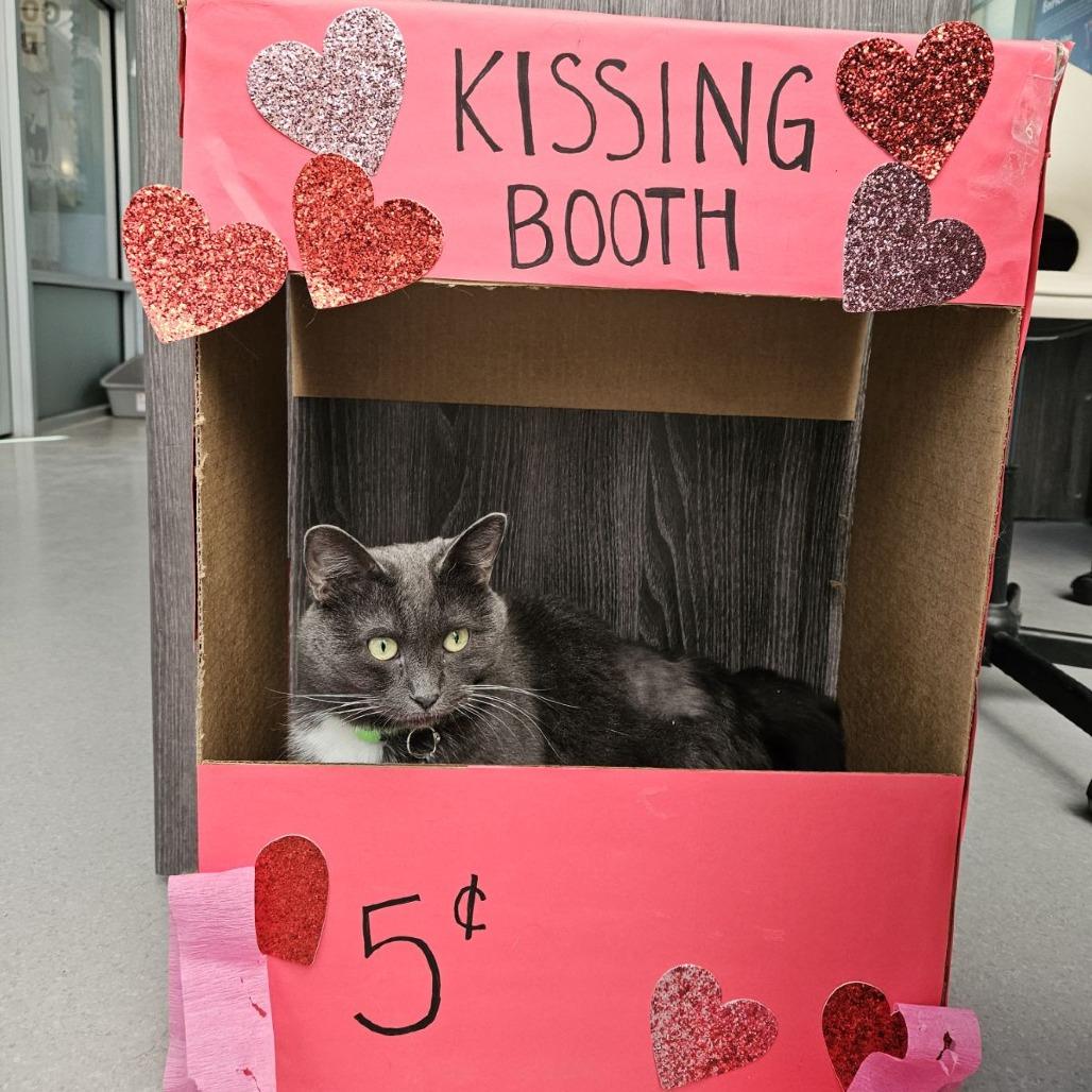 Enlarge Kiki, a Adoptable Domestic Short Hair in Lakewood, CO image 5/5