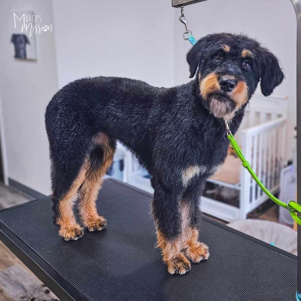 Alexandra Supertramp, Adoptable, Adult Female Standard Poodle & Australian Shepherd.