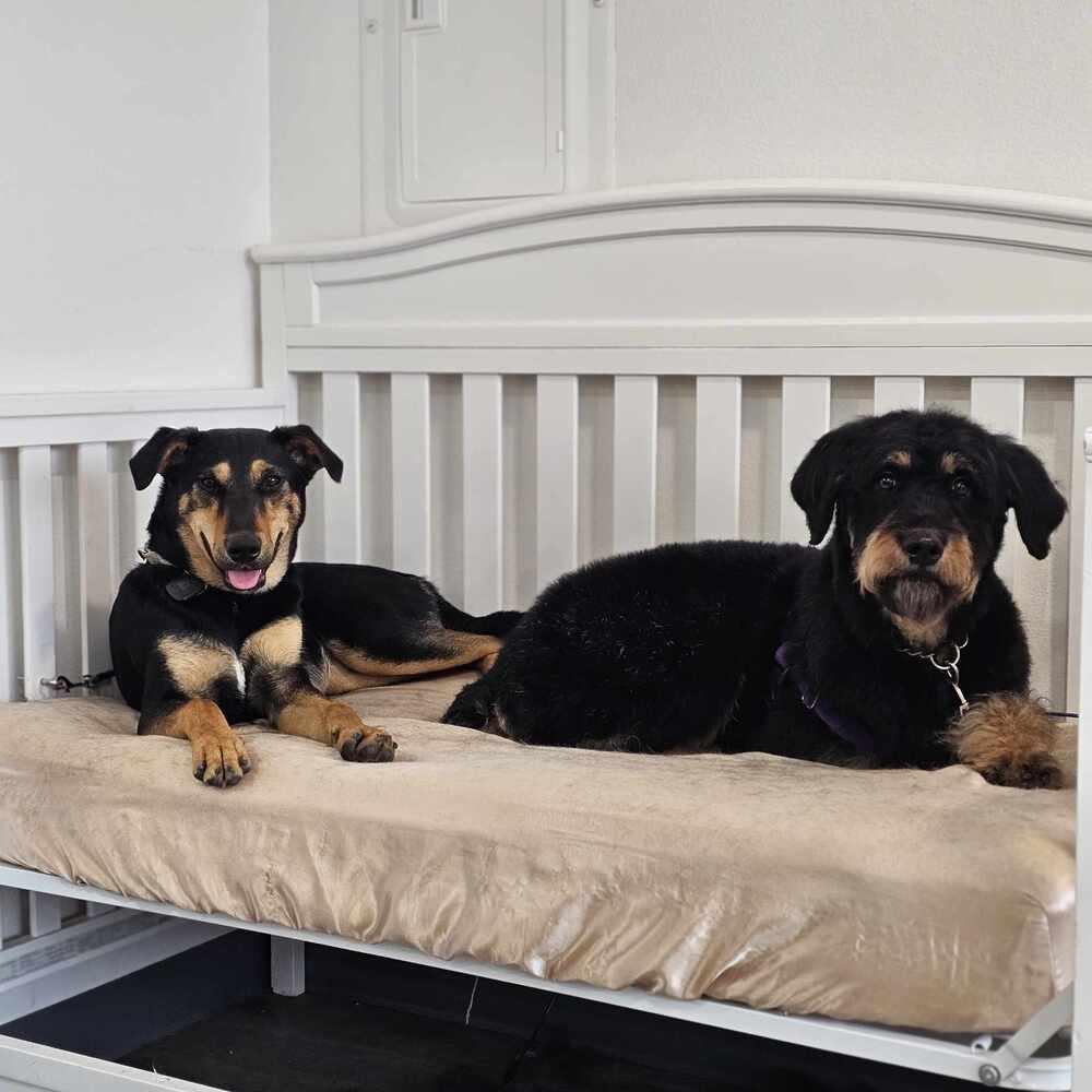 Enlarge Alexandra Supertramp, a Adoptable mixed breed in Spokane , WA image 2/4