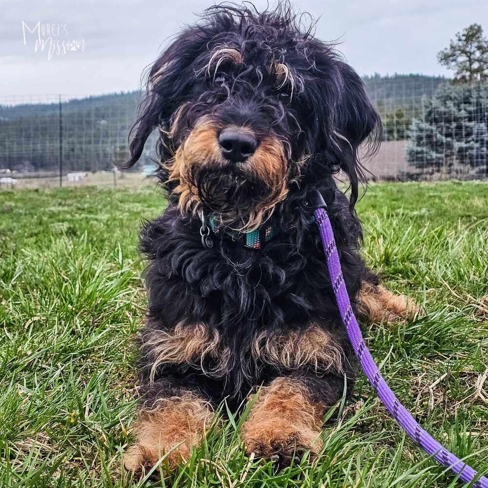 Enlarge Alexandra Supertramp, a Adoptable mixed breed in Spokane , WA image 3/4