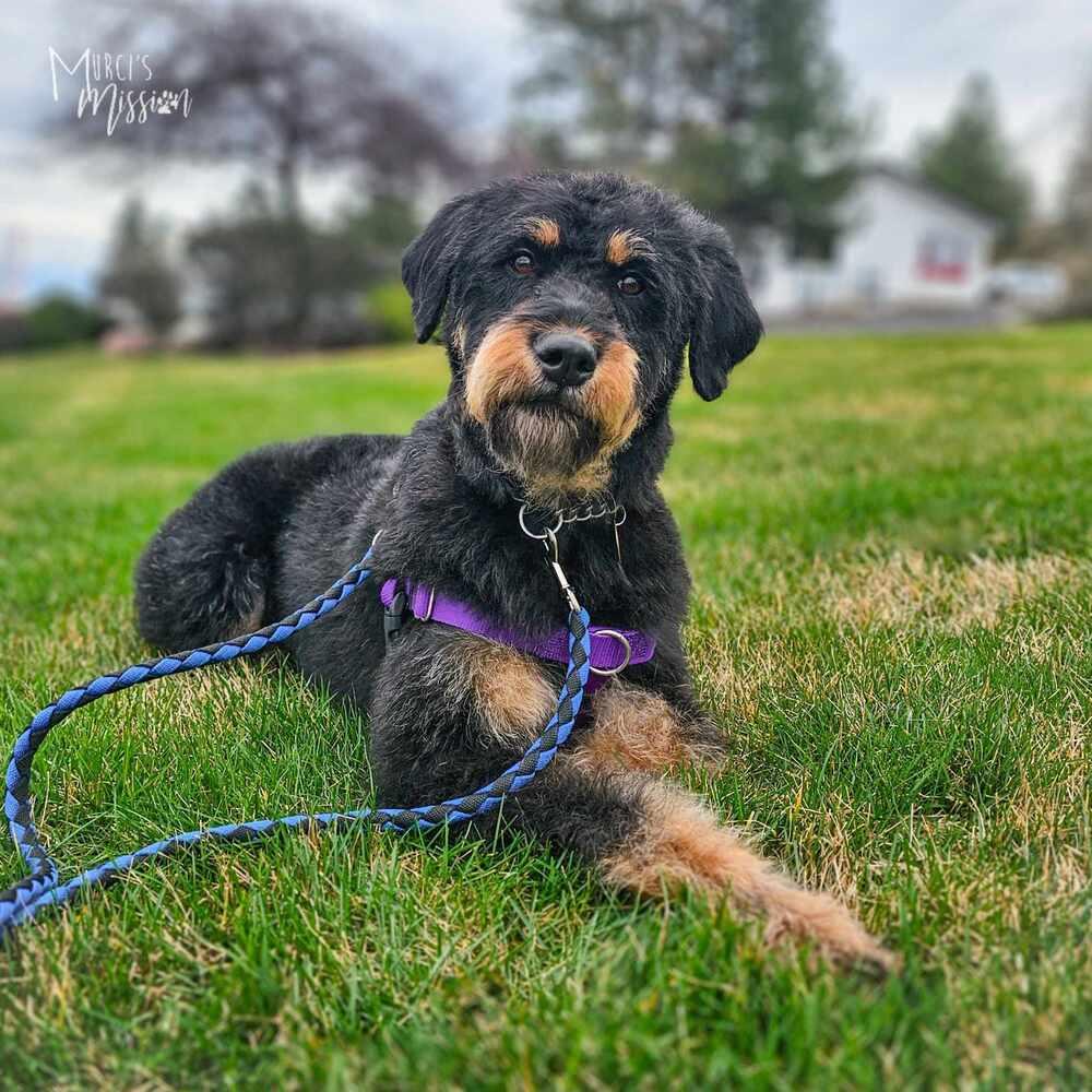 Enlarge Alexandra Supertramp, a Adoptable mixed breed in Spokane , WA image 4/4