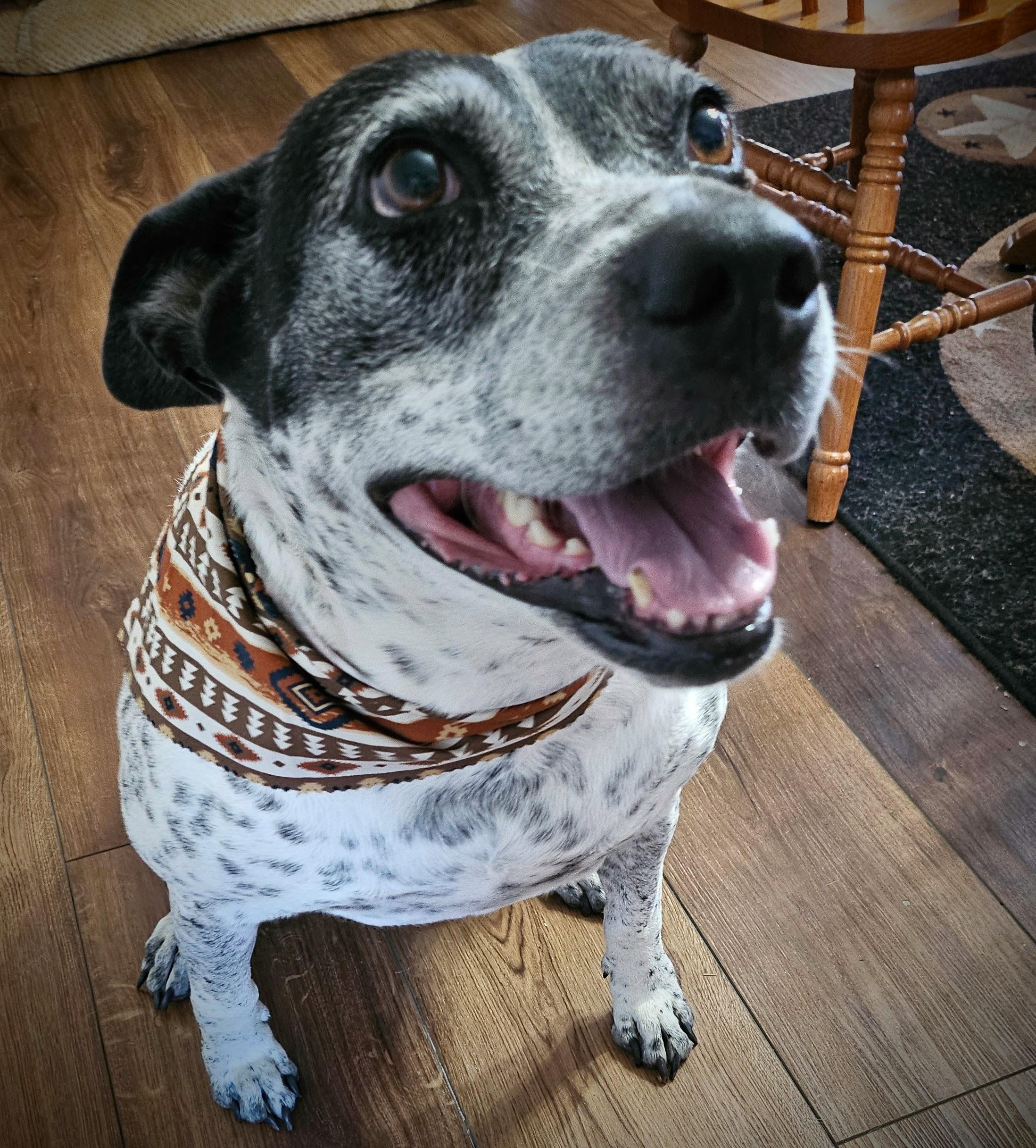 Zooka, Adoptable, Senior Female Australian Cattle Dog / Blue Heeler.