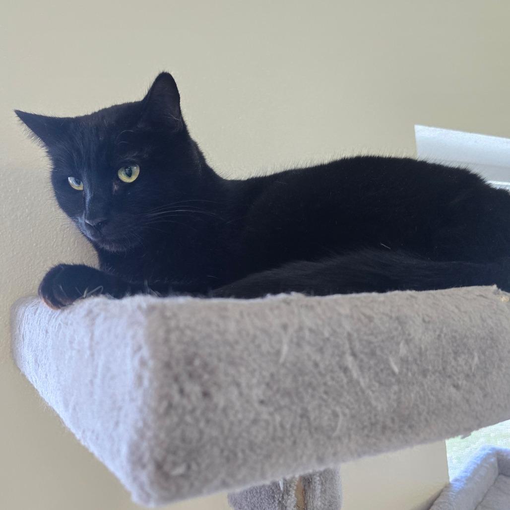 Adam, Adoptable, Adult Male Domestic Short Hair.