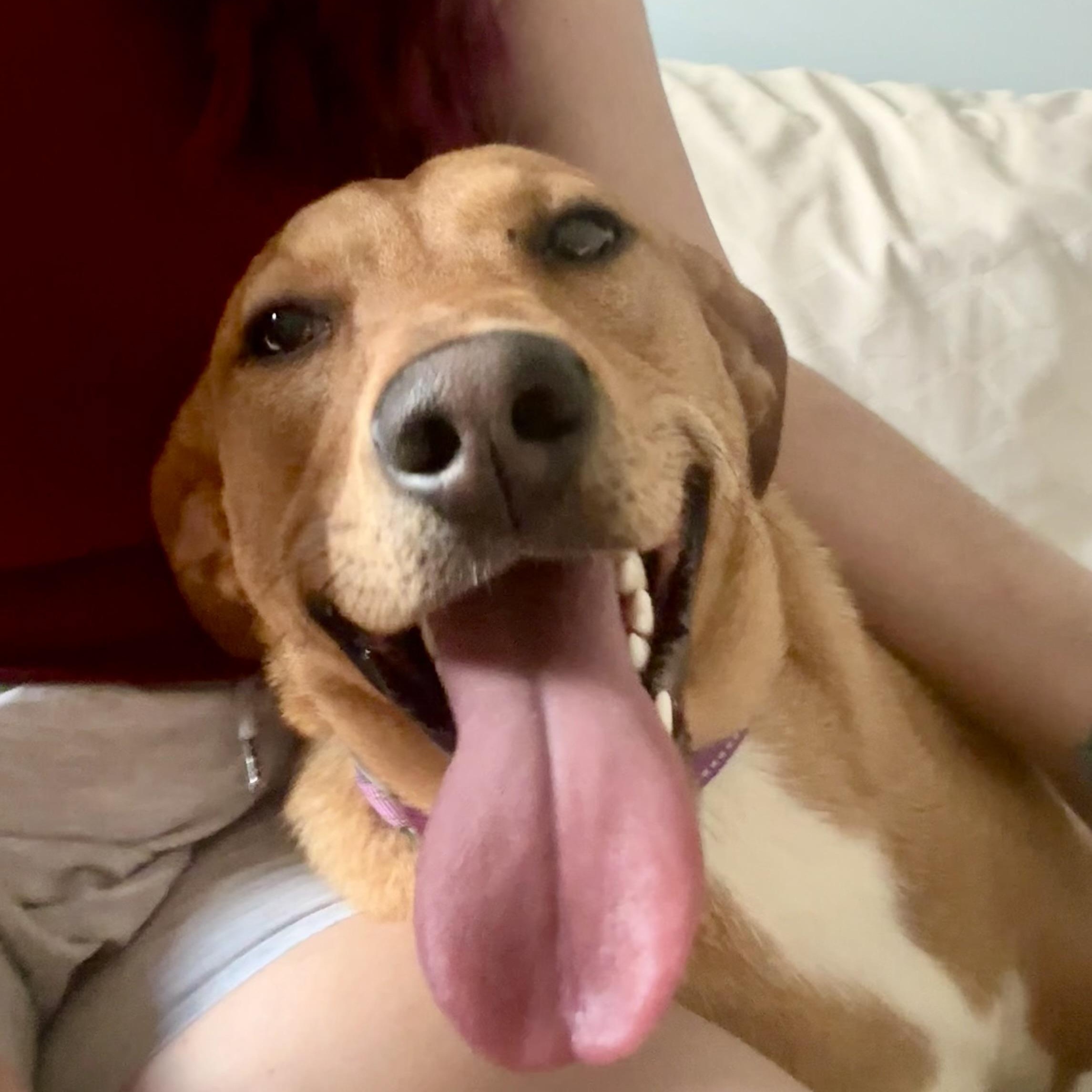 Enlarge Reba, a ADOPTABLE mixed breed in Greensboro, NC image 4/5