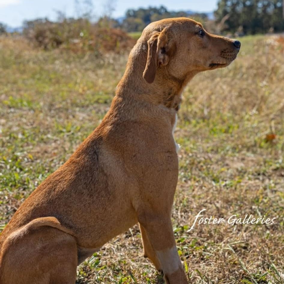 Enlarge Reba, a ADOPTABLE mixed breed in Greeneville, TN image 3/3