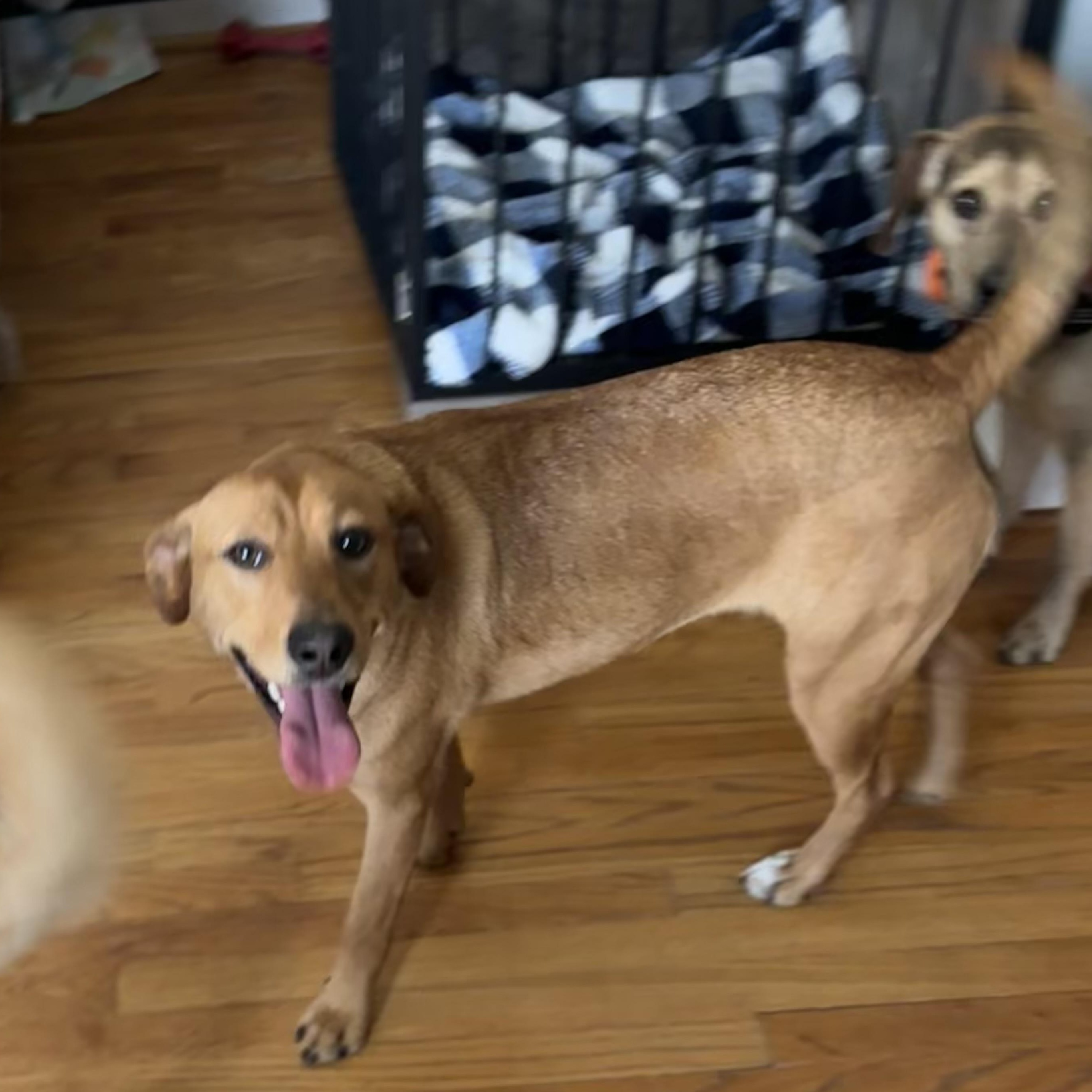 Enlarge Reba, a ADOPTABLE mixed breed in Greensboro, NC image 5/5