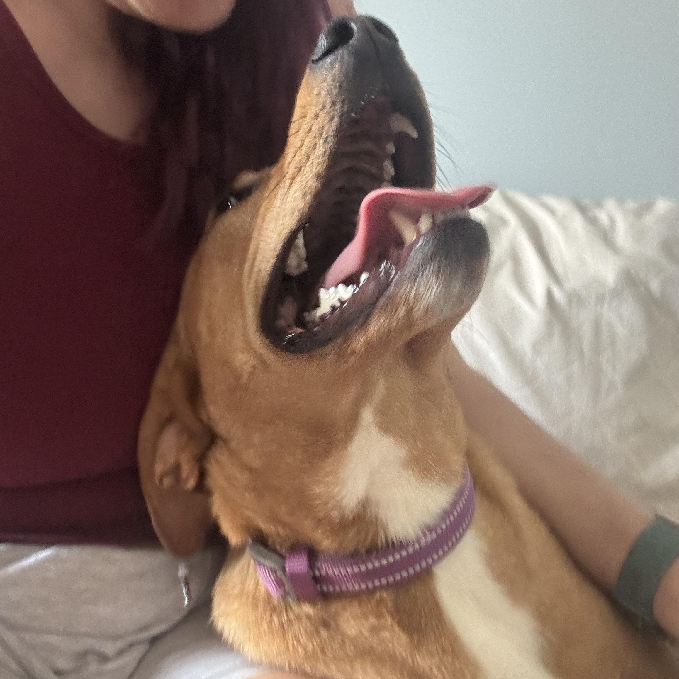 Enlarge Reba, a ADOPTABLE mixed breed in Greensboro, NC image 2/5