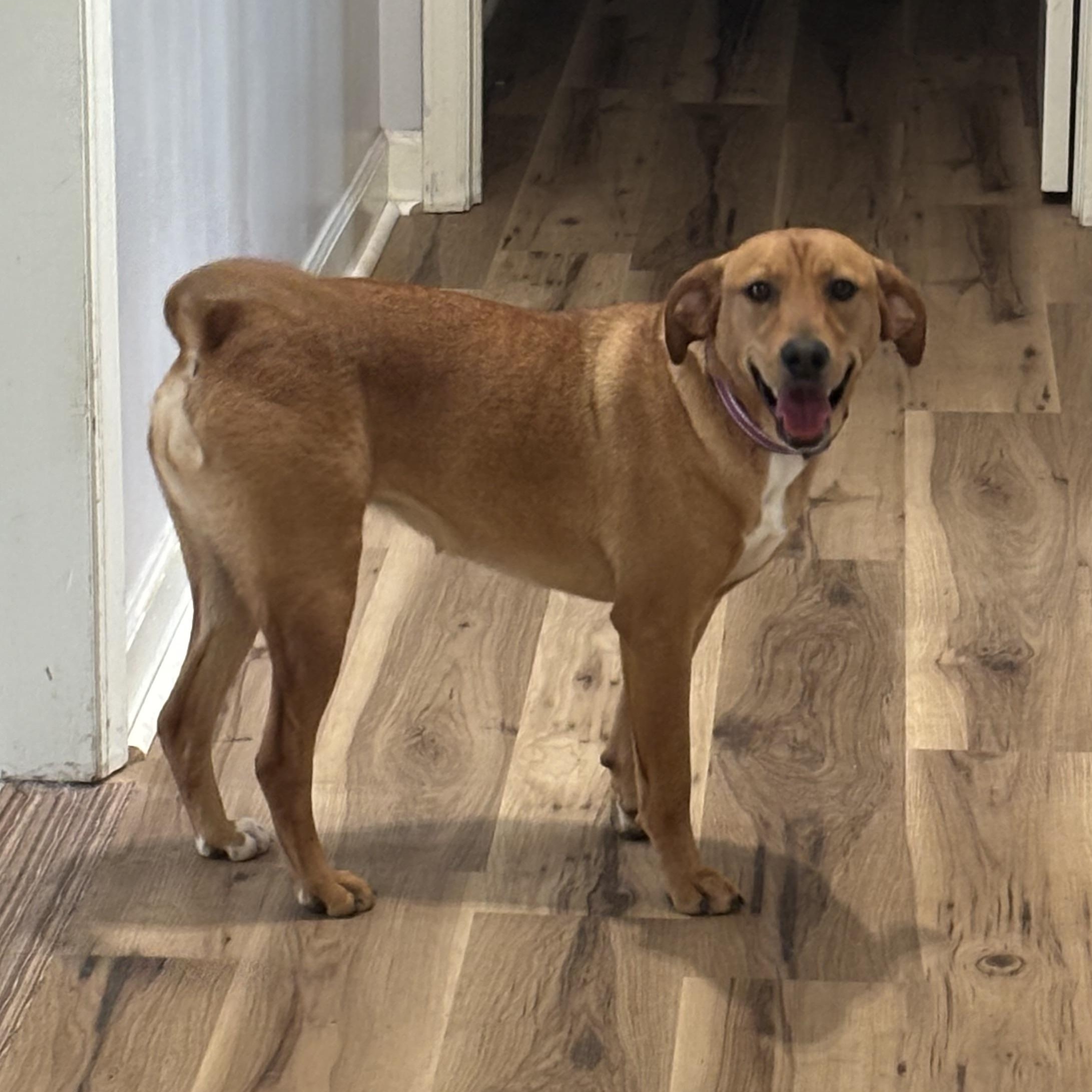 Enlarge Reba, a ADOPTABLE mixed breed in Greensboro, NC image 3/5