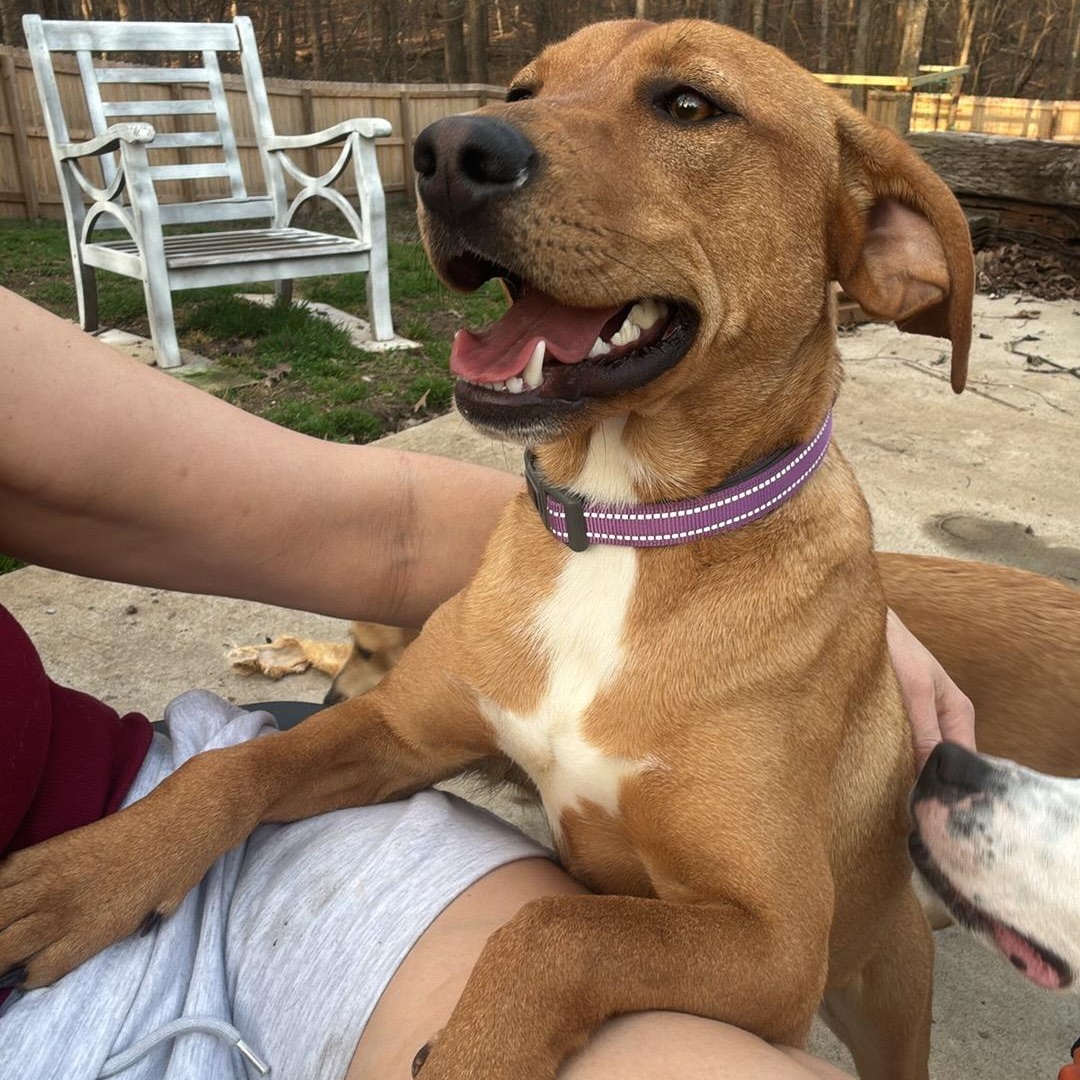 Enlarge Reba, a ADOPTABLE mixed breed in Greensboro, NC image 1/5