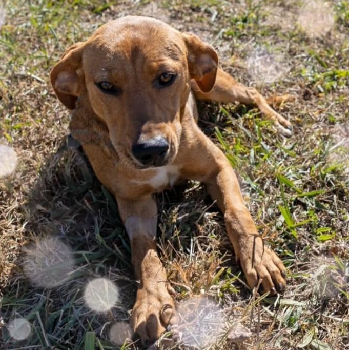 Reba, ADOPTABLE, Puppy Female Black Mouth Cur & Hound.