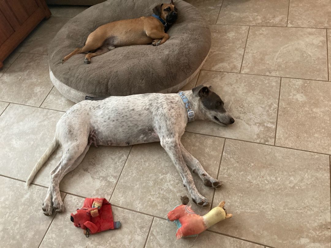 Enlarge Laney, a Adopted mixed breed in Perris, CA image 1/10