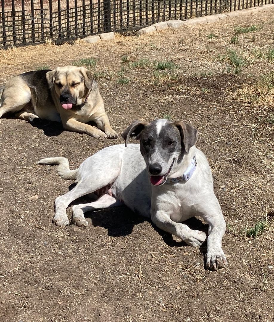 Enlarge Laney, a Adopted mixed breed in Perris, CA image 2/10